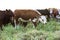 Fed grass livestock, cows in Pampas,