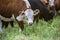 Fed grass livestock, cows in Pampas,