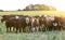 Fed grass livestock, cows in Pampas,