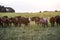 Fed grass livestock, cows in Pampas,