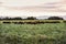 Fed grass livestock, cows in Pampas,