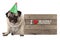 Fed up pug puppy dog wearing party hat, sitting down next to wooden sign with text I love monday