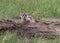 A Federally Endangered Black-footed Ferret