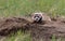 A Federally Endangered Black-footed Ferret