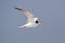 Federally Endangered Least Tern