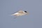 Federally Endangered Least Tern