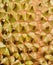 Federation of Thai durian texture background