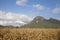 Feed corn drying in the field