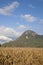 Feed corn drying in the field