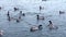Feed the ducks in the lake, slow motion footage.