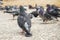 Feed-eating Street pigeons, the pigeons