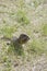 Feed the gophers on the lawn in the city Park