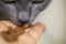 feed a gray Burmese cat with dry food from your hands. Horizontal