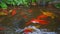 Feed the lively koi fish in the pond