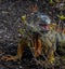 Feeding Adult Green Male Iguana