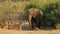 Feeding African elephant