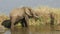 Feeding African elephant