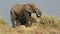 Feeding African elephant