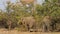 Feeding African elephants