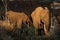 Feeding African elephants - Kruger National Park