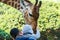 Feeding African giraffe  Giraffa camelopardalis in a zoo,  an African even-toed ungulate mammal, the tallest living terrestrial