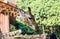 Feeding African giraffe  Giraffa camelopardalis in a zoo,  an African even-toed ungulate mammal, the tallest living terrestrial