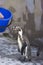 Feeding African penguins Spheniscus demersus