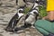 Feeding African penguins Spheniscus demersus