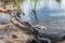 Feeding alligator in a Florida swamp