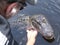 Feeding an alligator on a swamp boat tour of the Bayous outside of New Orleans in Louisiana USA