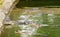 Feeding alligators in a closed water pool with a pole