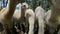 Feeding alpacas vicugna pacos. Close up view