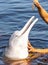 Feeding Amazon river dolphins close-up portrait