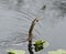 Feeding Anhinga