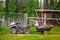 Feeding the animals - Four wheeler ATM pulls small trailer loaded with hay and sacks of feed is parked outside of a fence and