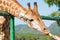 Feeding the animals, giraffes eat bananas at public zoo.
