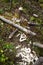 Feeding area of beavers