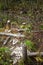 Feeding area of beavers