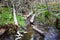 Feeding area of beavers