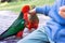 Feeding Australian king parrots. Wildlife, birds in Australia.