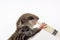 Feeding baby flying Lemur