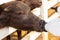 Feeding a baby of murrah buffaloes from bottle in a farm