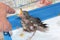 Feeding a baby Olive Thrush