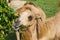 Feeding of beautiful camels