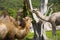 Feeding of beautiful camels