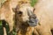 Feeding of beautiful camels with a happy face