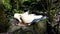 Feeding of beautiful dove in jungle park, closeup. Pigeons white and blue color.