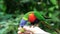 Feeding bird Rainbow Lorikeet
