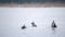 Feeding birds. A duck eats seeds in a forest in a lake or in a river. Beautiful Wildlife. Close Up.