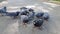 Feeding birds Group of Rock Dove Pigeons eating and feeding with a piece of bread on the street